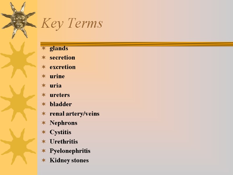 Key Terms glands secretion excretion urine uria ureters bladder renal artery/veins Nephrons Cystitis Urethritis